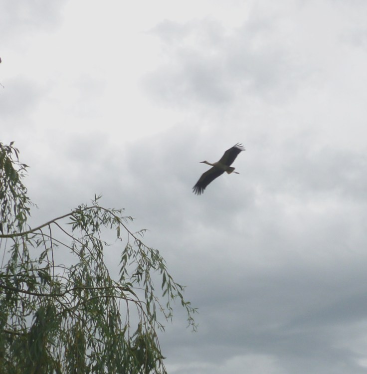 Cigogne en vol dans un ciel menaçant