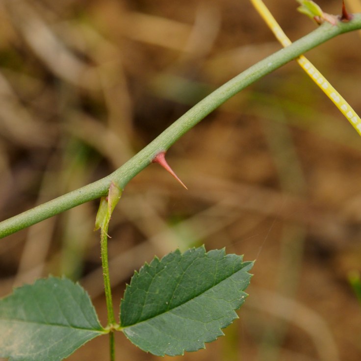 épine d'églantier en gros plan