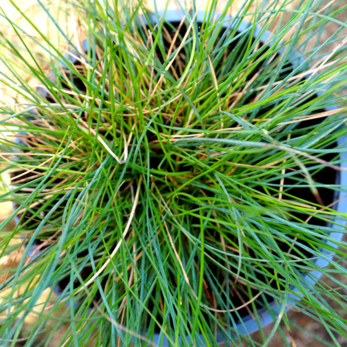 Gros plan sur une fétuque bleue en pot