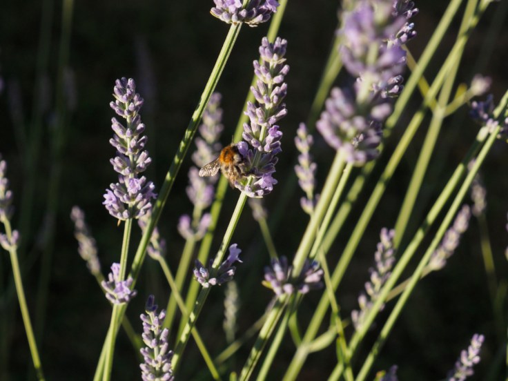 abeille butinant de la lavande