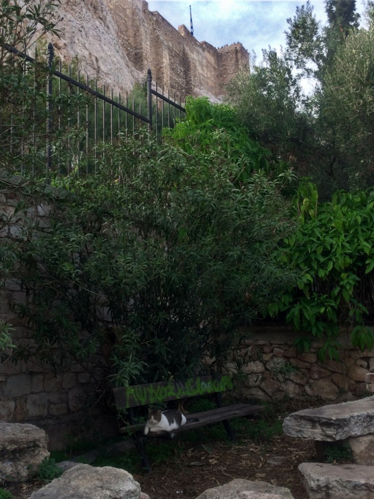 Chat allongé sur un banc tagué sur l'un des versants de l'Acropole.