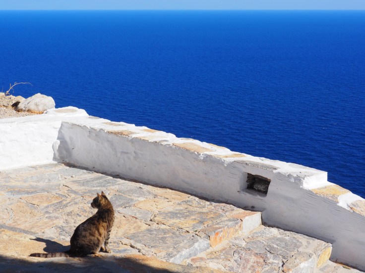 Chat sur une terrasse blanche surplombant la mer d'un bleu intense à Amorgos.