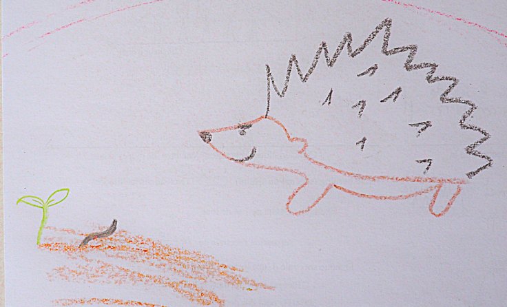 dessin de hérisson lorgnant sur une limace qui s'apprête à attaquer un semis