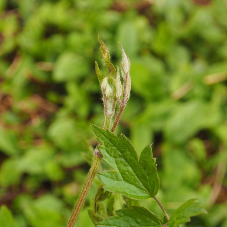 feuille et bourgeon, probablement d'aubépine