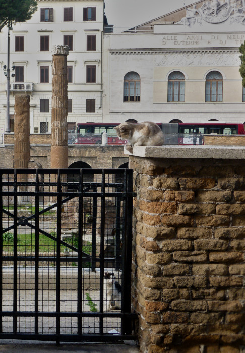Deux chats au Largo di Torre Argentina, Rome, un écaille de tortue et l'autre noir et blanc