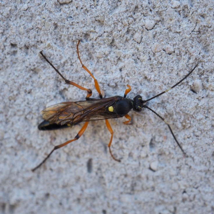 ichneumon noir à pattes orange vu de dessus, un point jaune sur le dos et une section blanche au milieu de ses longues antennes