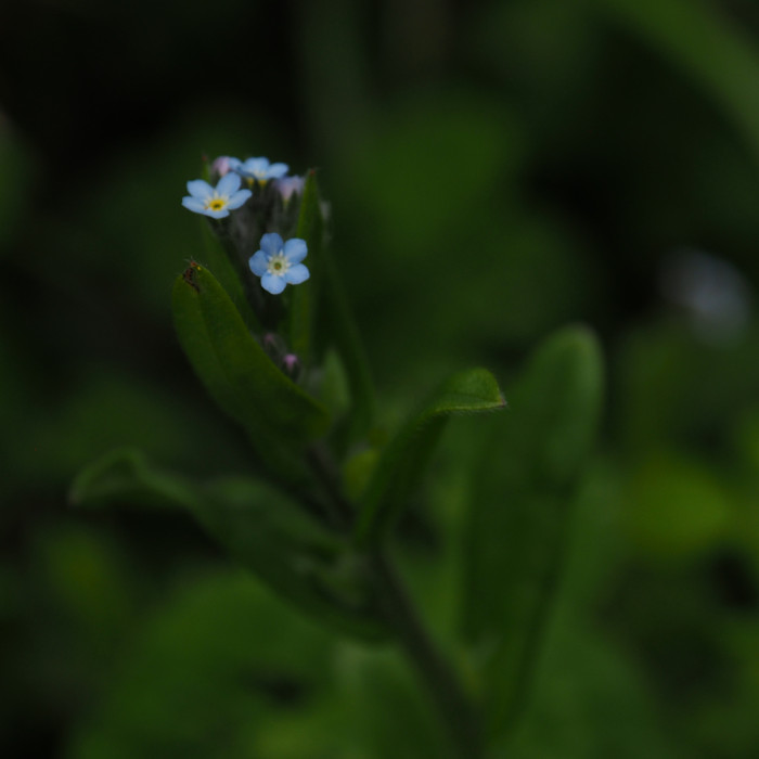 Sommet d'une tige fleurie de myosotis