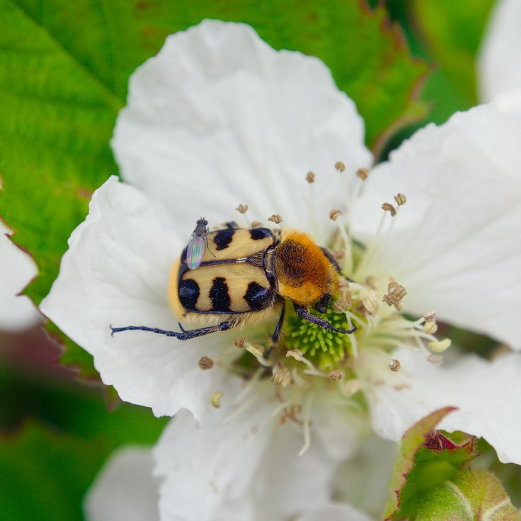 Trichie du rosier butinant une fleur de ronce, un moucheron sur son dos