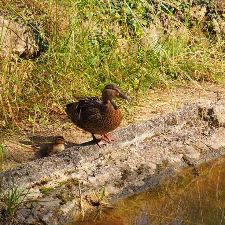 Cane et son petit au bord d'un étang