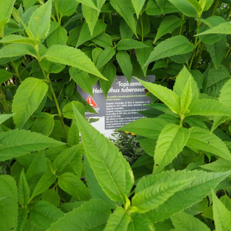 Panneau du topinambour au jardin botanique de Nancy