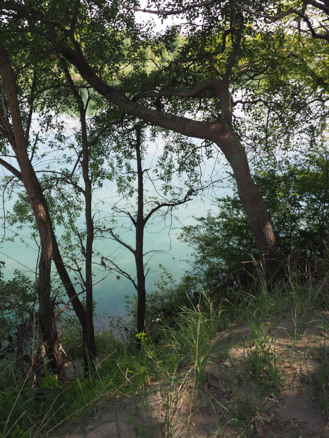 Rive du Rhône boisée et ombragée.