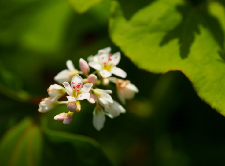 Gros plan sur une grappe de fleurs de sarrasin