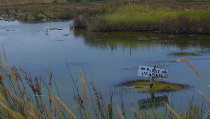 Panneau "pêche interdite" au milieu d'un étang avec une aigrette à l'arrière plan