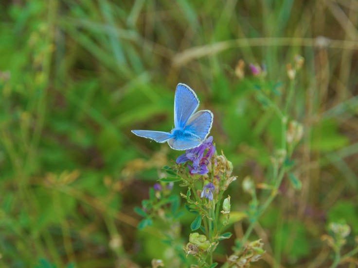 Papillon bleu posé sur fleur violette