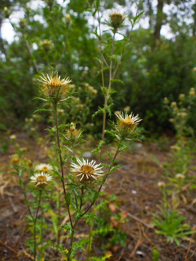 Tiges et fleurs de carline