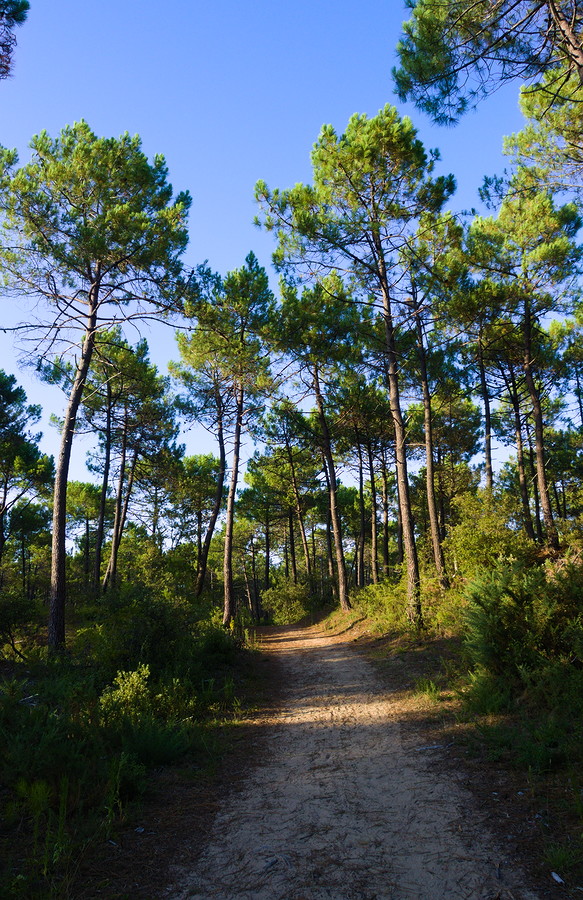 Chemin de sable entre les pins