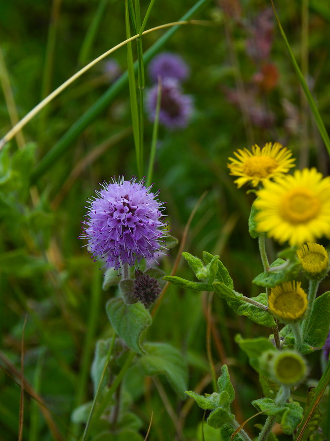 Fleur de menthe aquatique