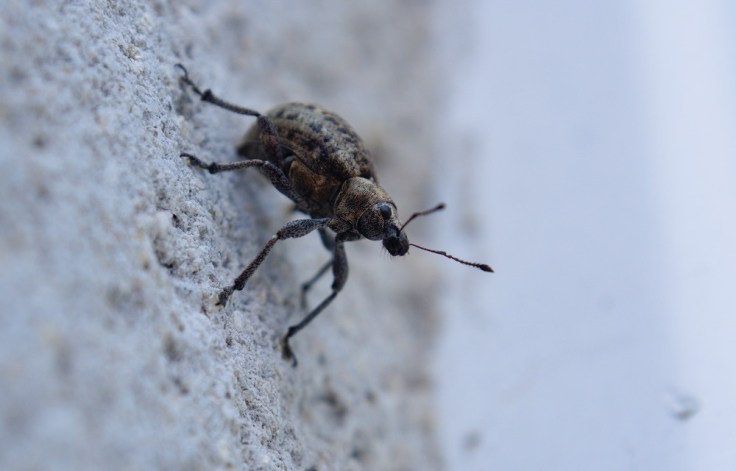 Charançon en gros plan