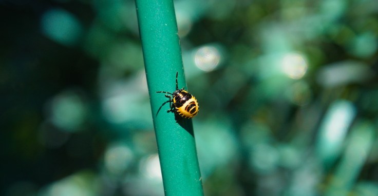 Toute petite larve de punaise sur un grillage