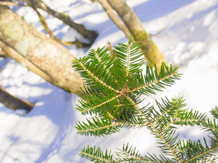 Gros plan sur branche de sapin, fond enneigé