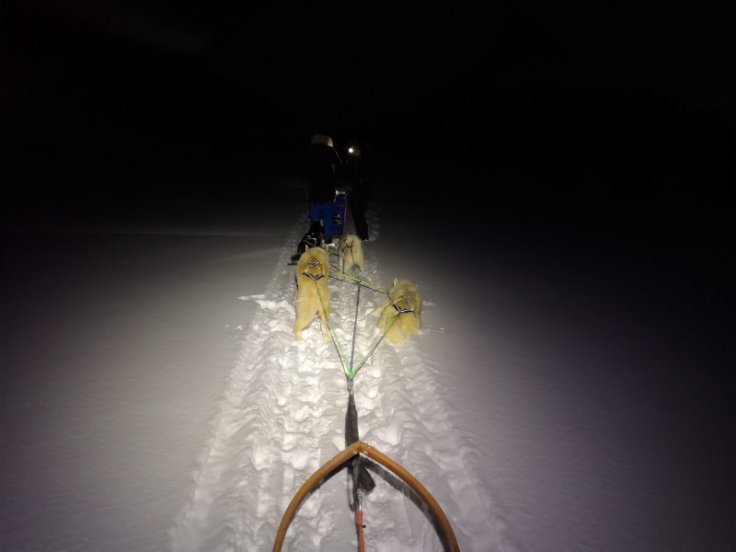 attelage de chiens éclairé par une frontale dans la nuit