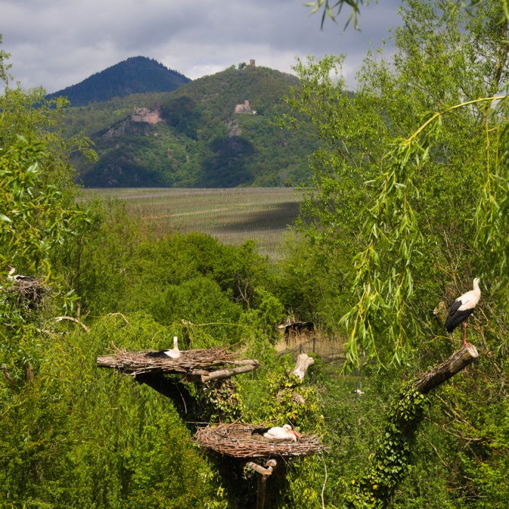 Cigognes dans leur nid