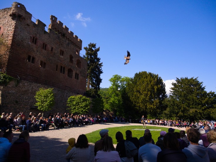 Rapace ailes déployées au-dessus des visiteurs de la Volerie des aigles, château de Kintzheim en arrière plan.