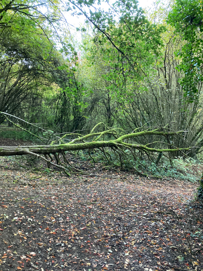 Arbre couché recouvert de mousse