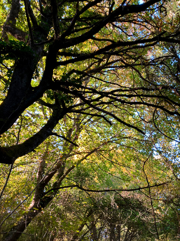Sous bois lumineux en octobre, silhouette d'arbre