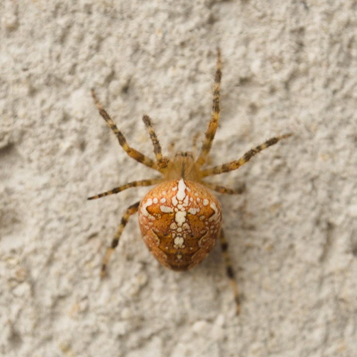 Epeire diadème femelle araignée vue de dessus
