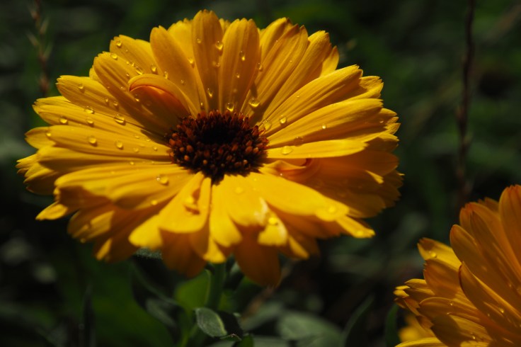 Rosée sur une fleur de souci jaune au soleil rasant.