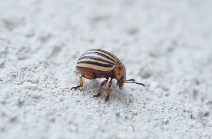 Gros plan doryphore adulte de profil
