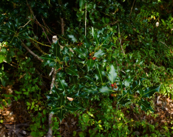arbuste de houx portant des fruits