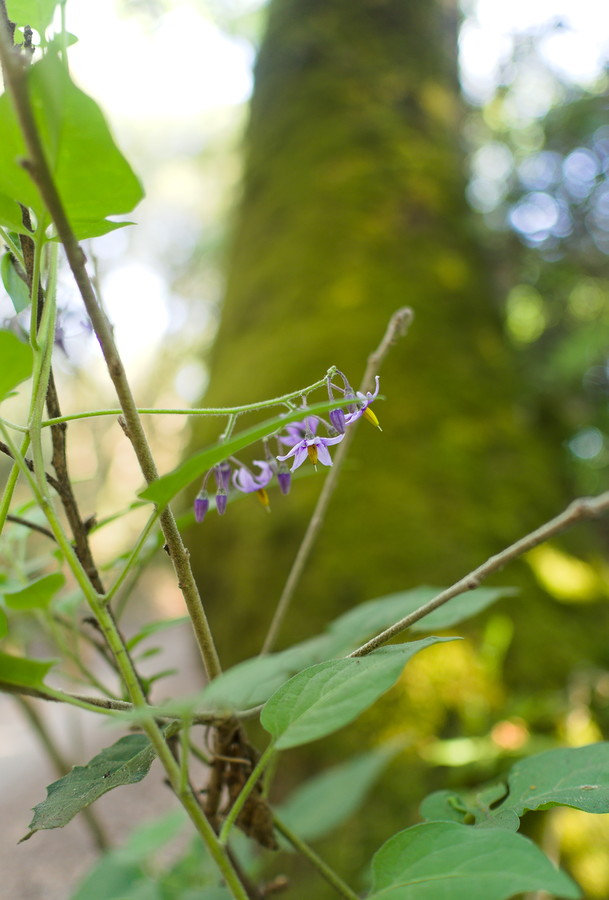 tiges portant des fleurs de morelle sur fond de tronc de pin