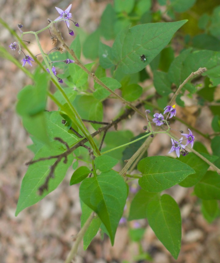 pied de morelle en fleur vu de dessus