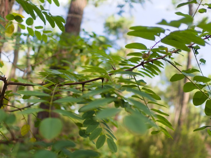 rameau d'acacia avec épines sur fond de troncs de pin