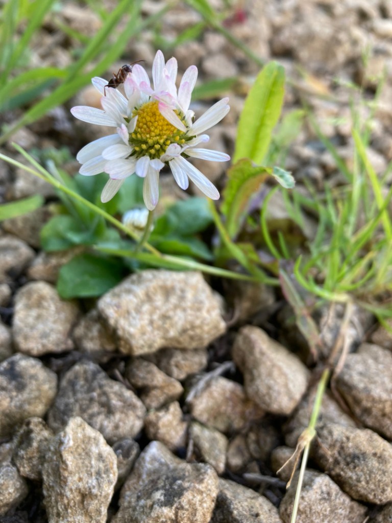 Fourmi sur une pâquerette au milieu de cailloux.