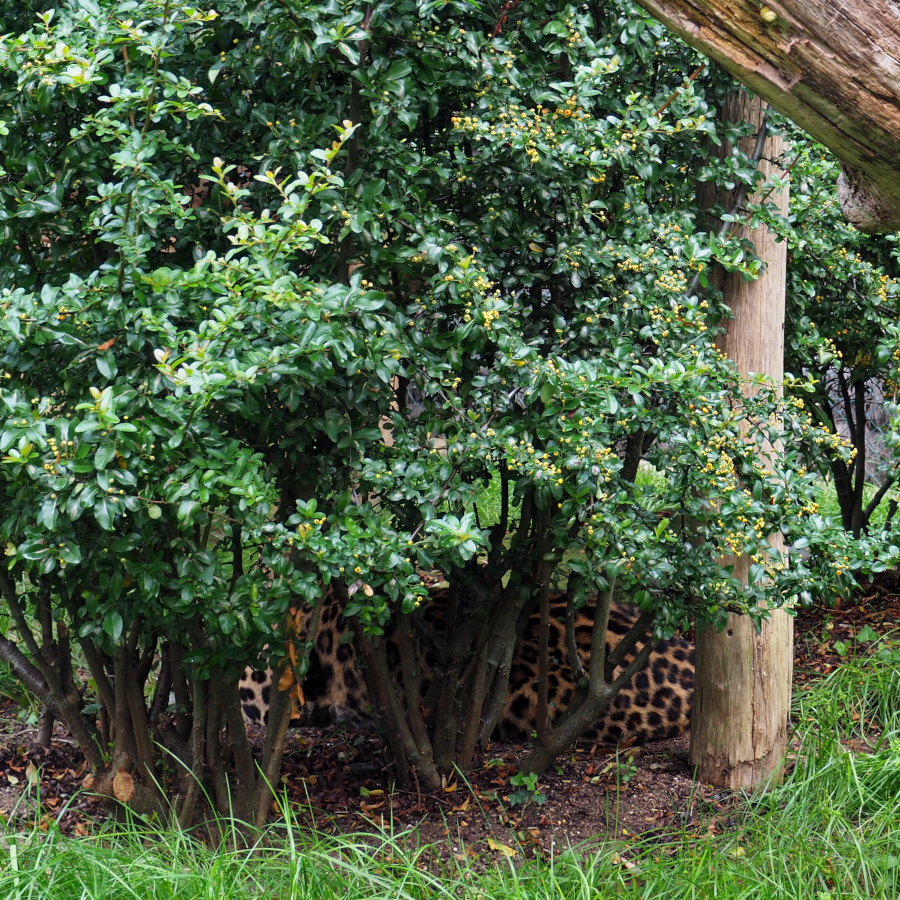 Pelage de léopard vu à travers un buisson