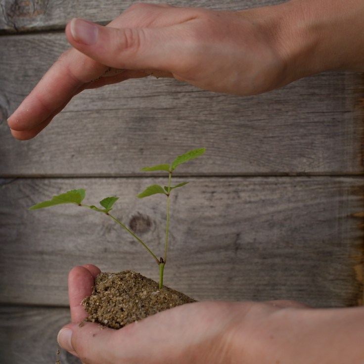 Main portant une plantule d'arbre, main protégeant la plantule