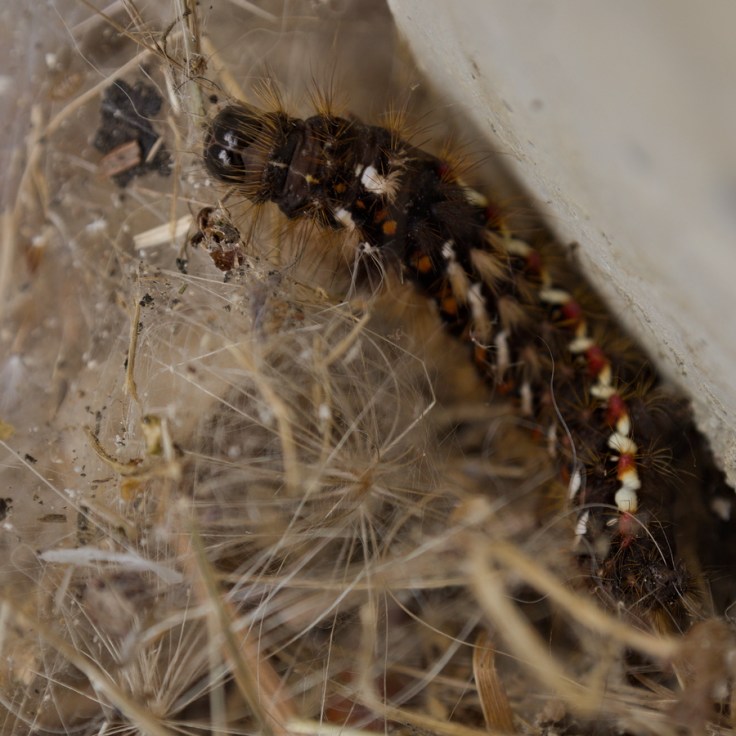 Noctuelle de la patience