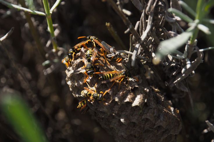 guêpes en gros plan sur leur nid