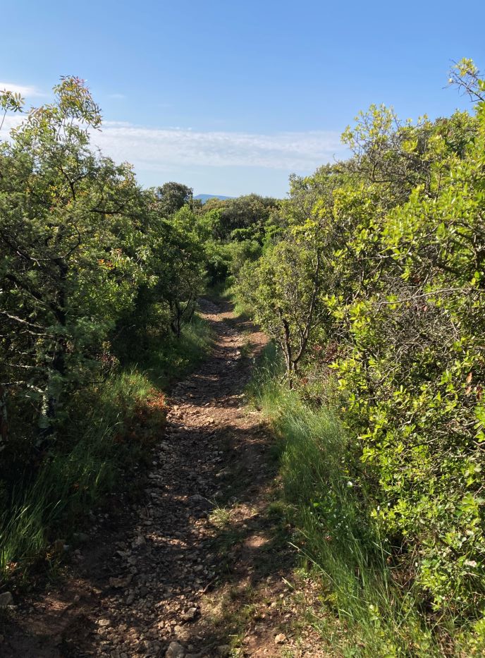 Sentier caillouteux dans garrigue de chênes verts.