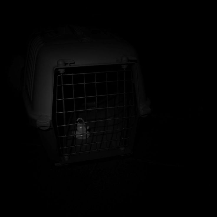 Canard en plastique enfermé dans une cage pour chat.