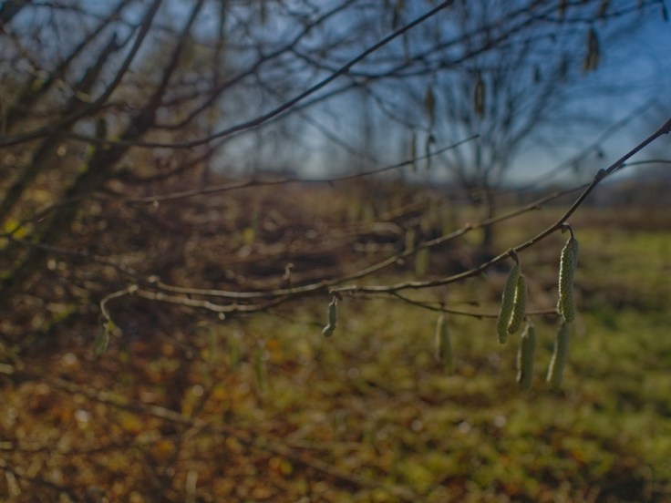 branche de noisetier hiver