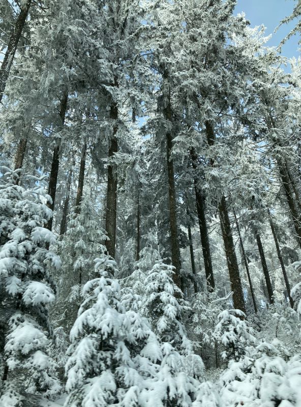 Foret sapin enneigée