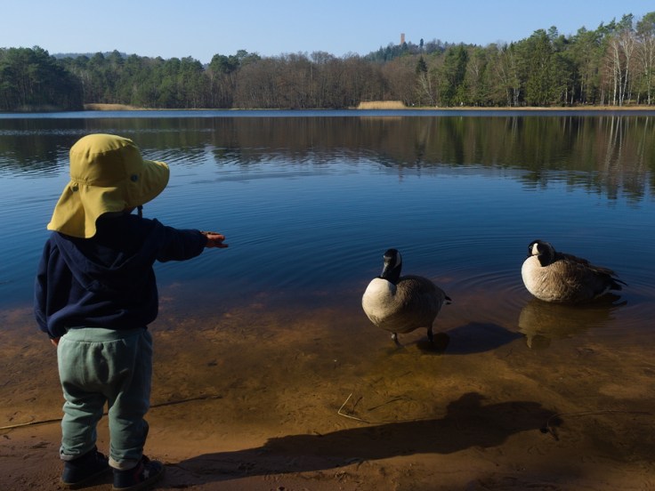 enfant tend la main à deux bernaches du canada étang foret château