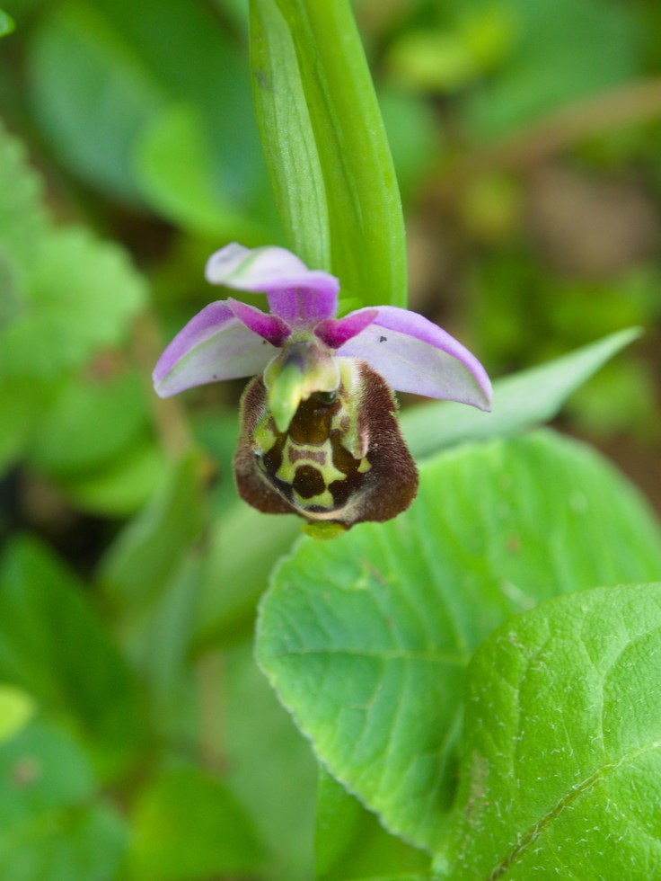 Ophrys bourdon