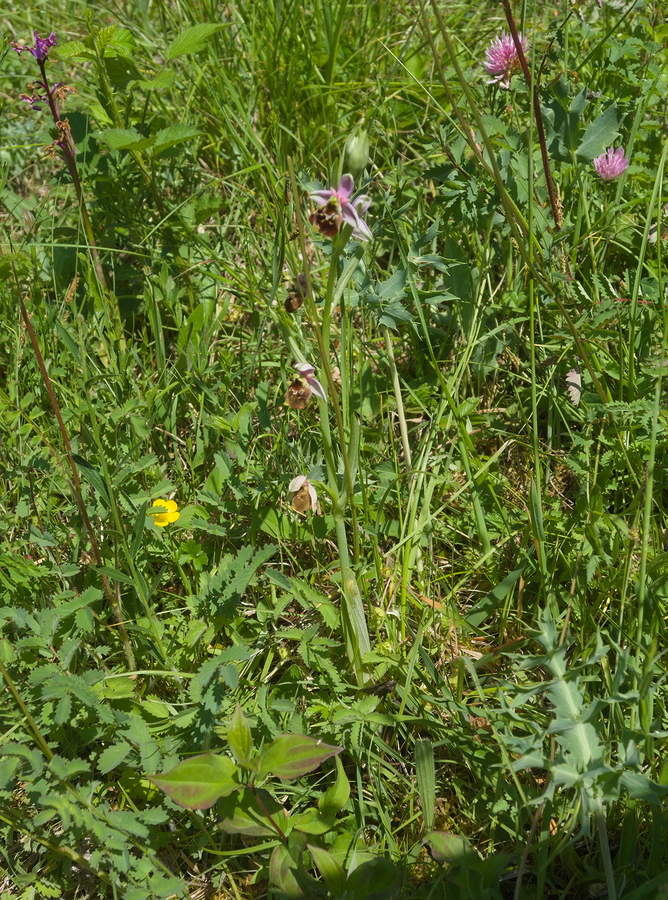 Ophrys bourdon dans son environnement, avec fleur de trèfle
