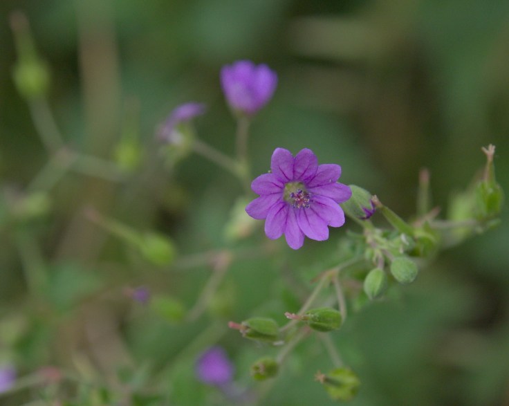 Fleur du géranium des Pyrénées
