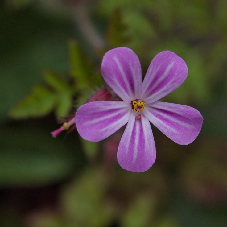 Fleur du géranium Herbe à Robert en gros plan, pollen sur les anthères